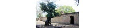 திருவேங்கைவாசல்
